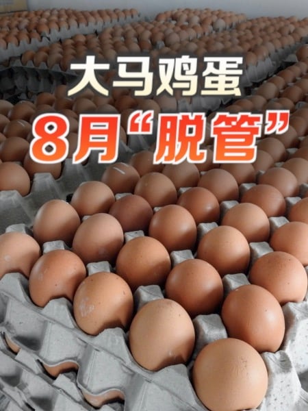 鸡蛋补贴将全面终止 农粮部保证不会涨价