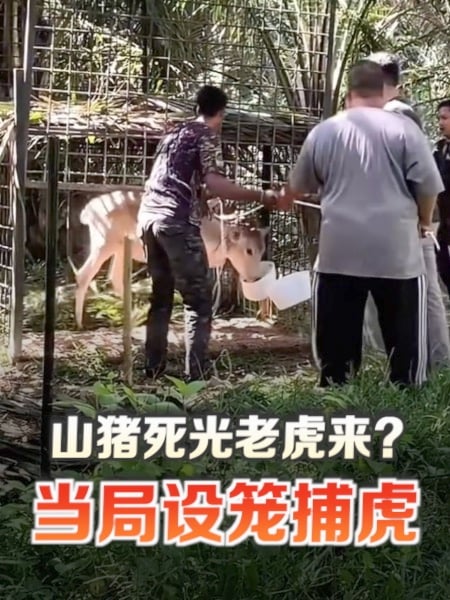 山猪死光老虎来？当局设笼捕虎