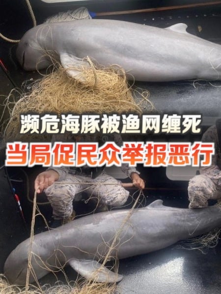濒危海豚被渔网缠死 当局促民众举报恶行