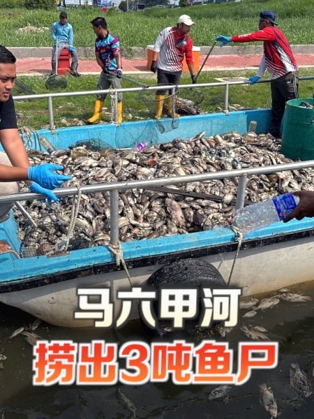 短短4小时 甲河捞出3吨鱼尸和垃圾