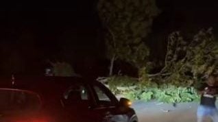 强风袭击吉打北部多地 大树倒塌阻大道
