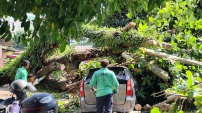 槟岛凌晨狂风暴雨  7住家8车遭狂风破坏