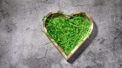 小芷 · 迟来的深情比草贱