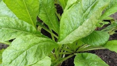 【重拾新村生活法】黄秀仪／富含叶黄素的萝卜叶