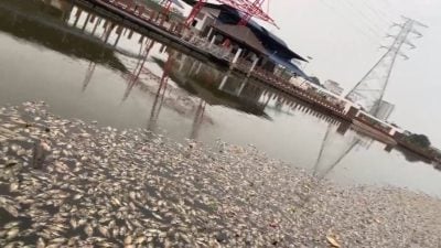 视频 | 大批死鱼遍布甲河面 腐臭味令人不适