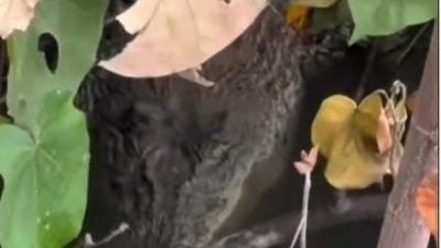 河滨公园再现巨鳄