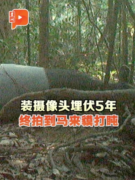 居銮南峇山探索导览协会 5年换来2小时的马来貘睡相
