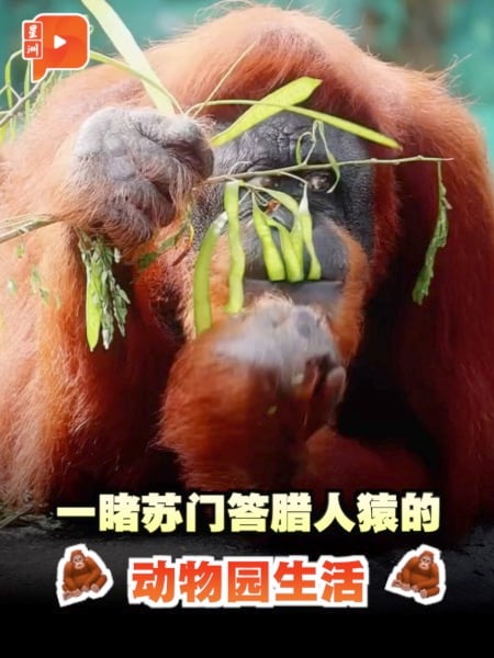 设法打开麻袋取得食物 动物园苏门答腊人猿非无事可干