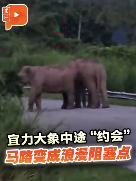 宜力大象中途“约会”　马路变成浪漫阻塞点