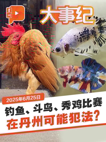 钓鱼斗鸟比赛犯法？丹宗教司：奖金来源是关键