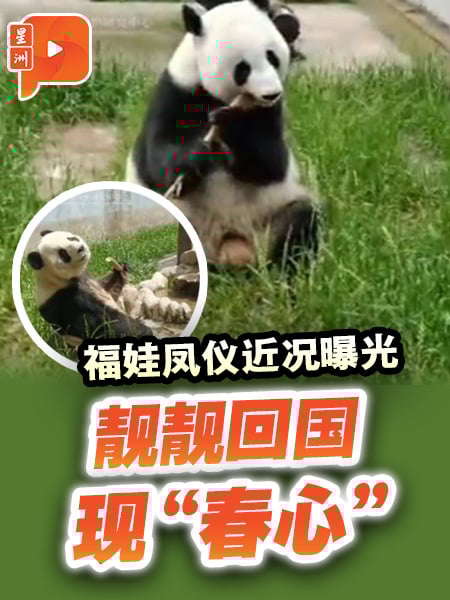 兴兴靓靓过得好吗？中国熊猫中心更新近况报平安