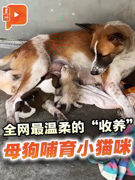 北海母狗哺育小猫咪 跨物种的母爱太感人