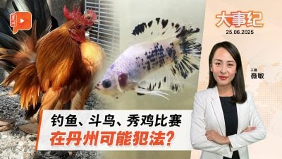 钓鱼斗鸟比赛犯法？丹宗教司：奖金来源是关键