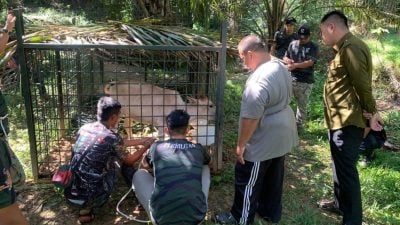 麻坑现虎踪  设饵捕3虎