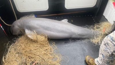 误入非法拖网工具  濒临海豚被缠住死亡