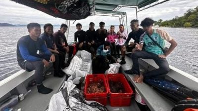 仙本那巴贡岸岛869只棘冠海星被清除