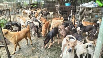 根防虐待动物协人手资金告急 824只狗未绝育