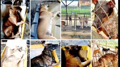 斗湖防虐动协 为50雄犬绝育