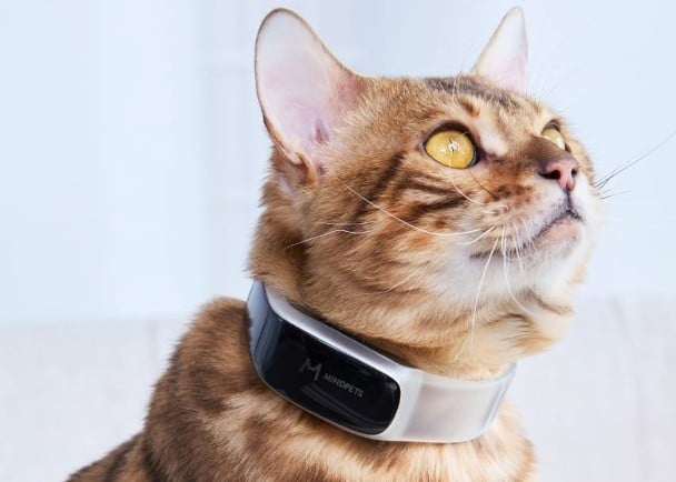 AI健康监测颈圈 精准定位走失宠物