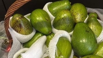 安华：请支持沙巴牛油果 网民：请看看价格