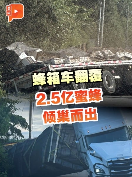 蜂箱车翻覆 2.5亿蜜蜂瞬间大逃亡！