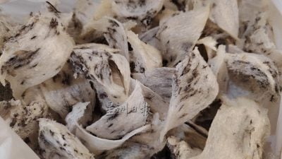曾经辉煌风光不再  市区养燕业步履维艰