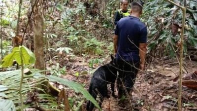 青年入林捕蛙失踪．搜寻单位出动警犬寻人