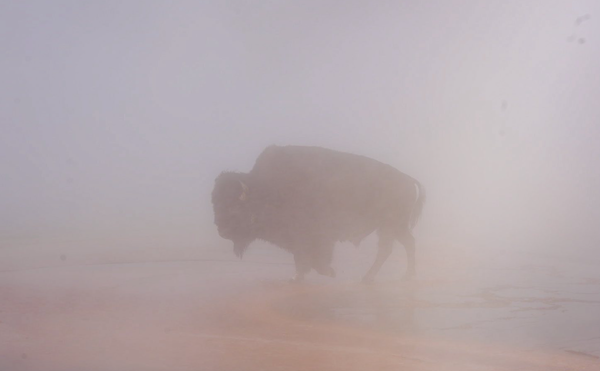 ​黄石公园观光！女意外拍到野牛坠“89度高温泉”　镜头前活活煮死