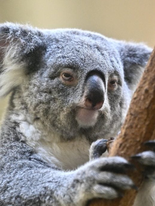 “社畜代表”无尾熊爆红！一张厌世脸道尽打工心声