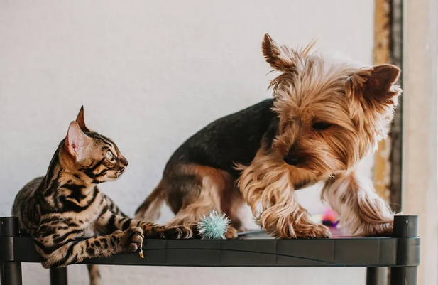 上班压力爆表?看狗狗照片能“秒平静” 专家:还能灭职场火药味