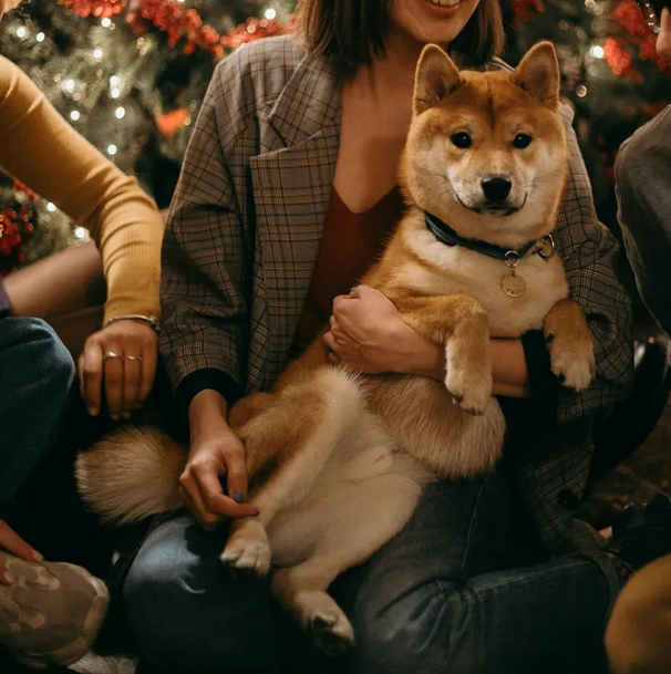 上班压力爆表?看狗狗照片能“秒平静” 专家:还能灭职场火药味