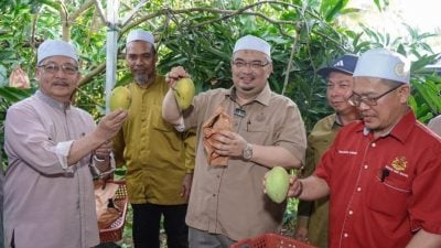 拨12万惠及10社区  丹强化种植Al-Falah芒果