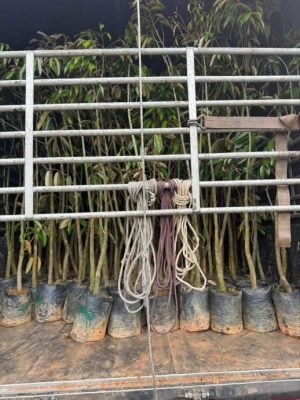 东(已签):警察普通行动部队（PGA）在2起行动中截获9000多棵走私入境的榴梿树苗及苏铁（pokok cycas）