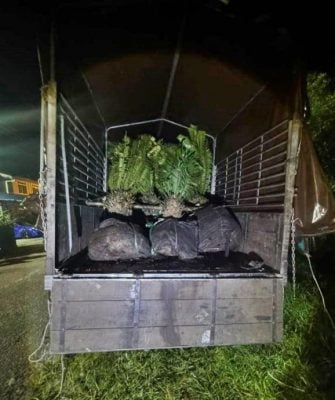 东(已签):警察普通行动部队（PGA）在2起行动中截获9000多棵走私入境的榴梿树苗及苏铁（pokok cycas）