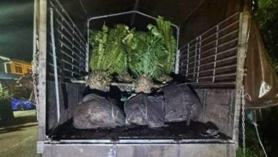 警截获9000多棵走私入境的榴梿树苗及苏铁 捕2男