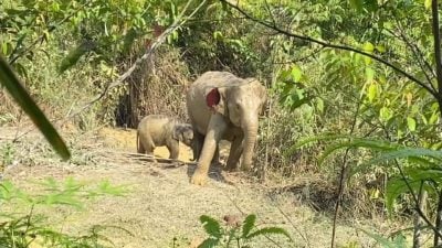 誤入陷阱遭牛繩套腳  幼象受困 母象守護