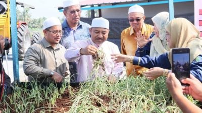 2025年丹州洋葱种植计划正式启动