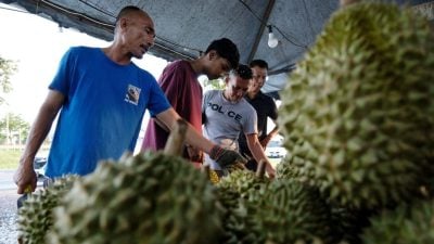 热门品种陆续上架  饕客尝鲜 榴梿日销1吨