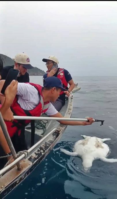 东：已签发：登嘉楼马来西亚大学（登大）希望登州政府能加强对海洋公园旅游活动的监管，以避免更多海龟死亡事件发生。