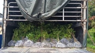 罗里形迹可疑被截停 警方起获1万株树苗花苗