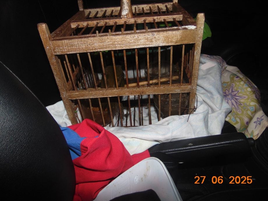 东：（已发布）淡马鲁警方和PERHILITAN保护国家资产联合行动 起获野生动物 捕2男子