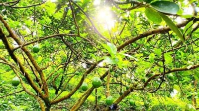 处探索阶段 缺标准处理   本地牛油果 难“接棒”市场