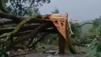 视频 |  狂风肆虐 一个月3起！ 榴梿芭惨变风灾重地