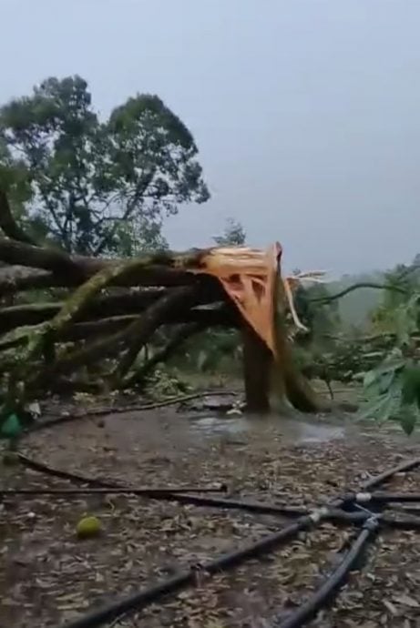 东：（已签发）月内3宗狂风吹断树，榴梿农民心戚戚