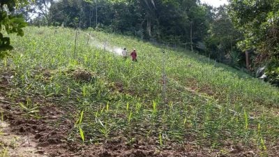 709英亩农耕地被收购 武吉丁宜农民将搬迁