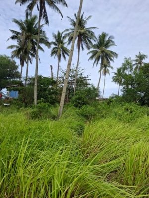 男子疑摘椰失足坠地 遗体树下发现