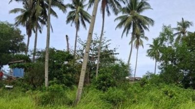 男子疑摘椰失足坠地 遗体树下发现