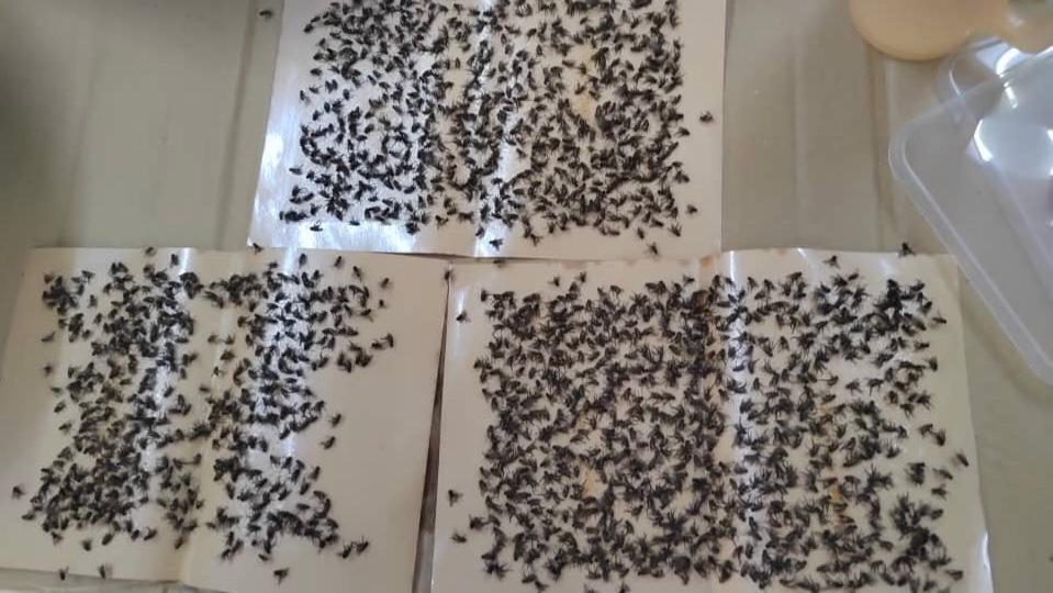 饱受苍蝇为患之苦 源头养鸡场被勒令暂停营运6个月清理