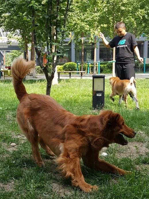 中国首个“宠物”本科专业开始招生 校方:聚焦猫狗马