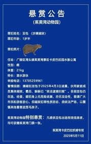 从动物园“越狱”近两个月 卡皮巴拉“豆包”不瘦反胖